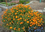 Calendula officinalis