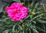 Dianthus caryophyllus