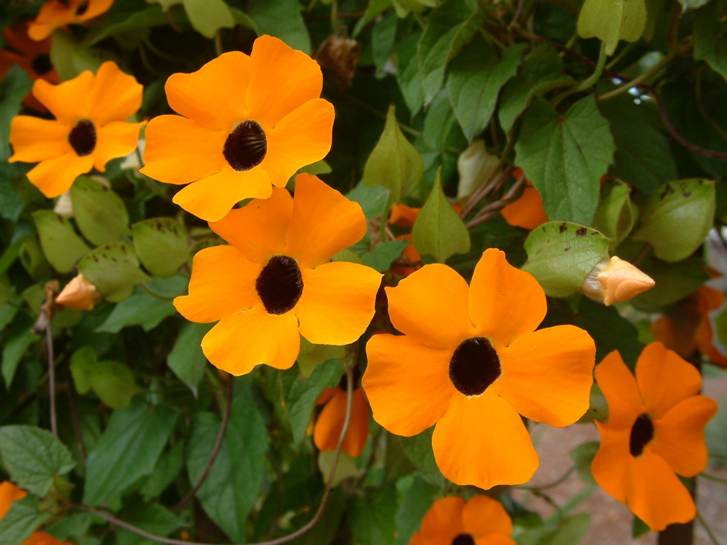 Black- Eyed Susan Vine