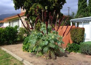 Melianthus major