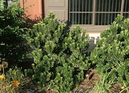 African Boxwood