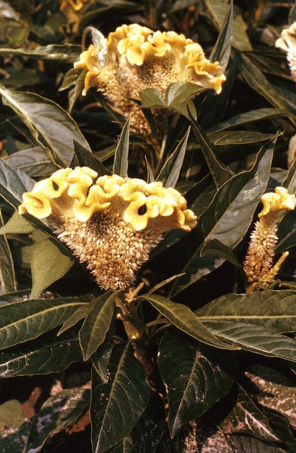 Celosia cristata