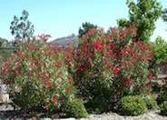 Nerium oleander