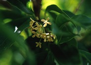 Osmanthus fragrans