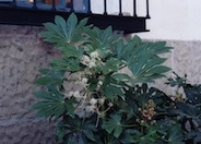 Fatsia japonica