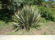 New Zealand Flax