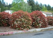 Photinia X fraseri