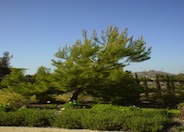 Pinus halepensis