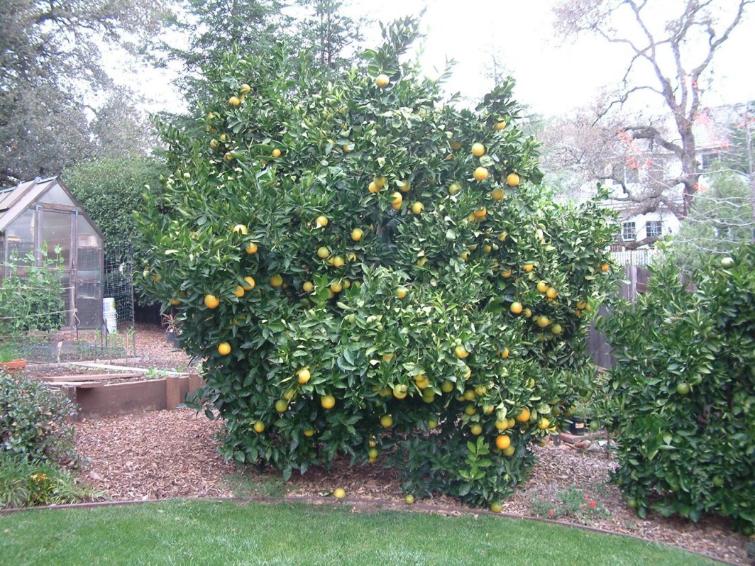 Sweet Orange cultivars