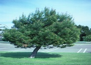 Pinus pinea