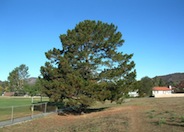 Pinus radiata