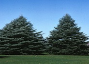 Abies concolor