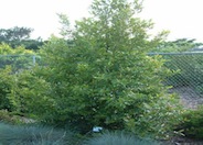 Prunus caroliniana 'Compacta'