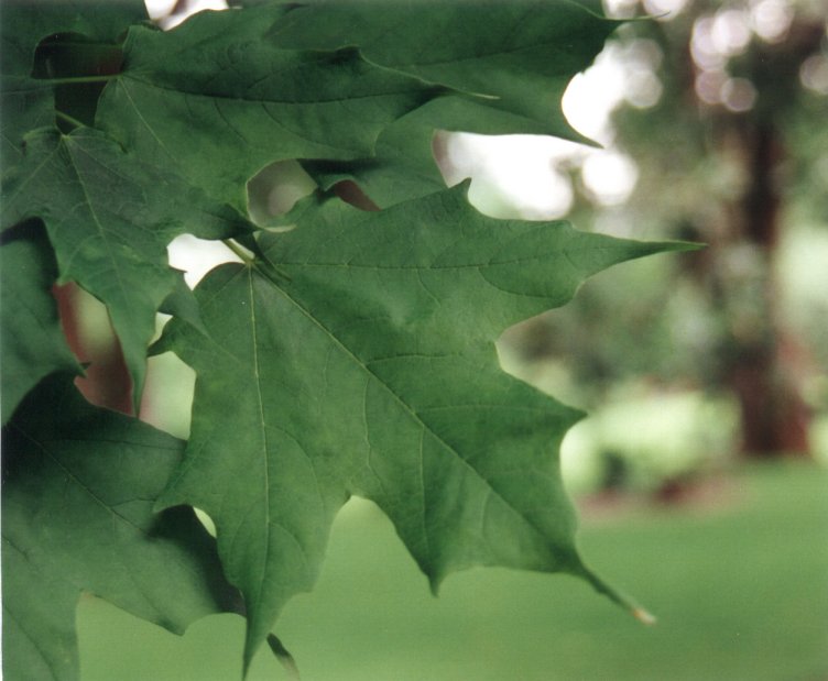 Sugar Maple