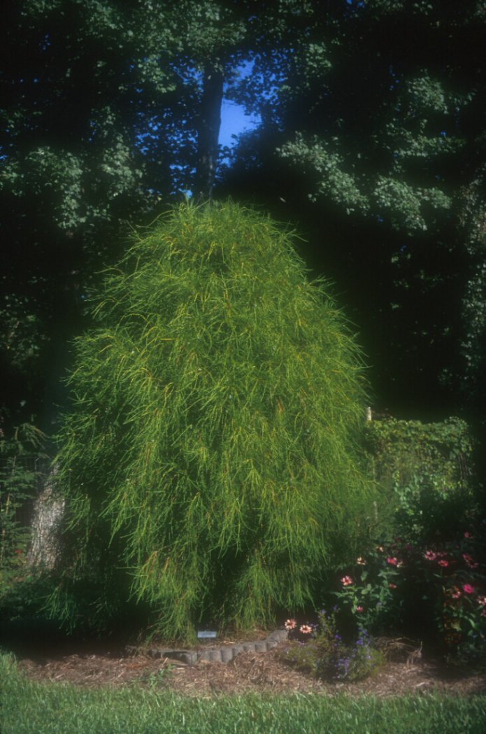 Thuja orientalis