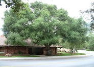 Coast  Live Oak