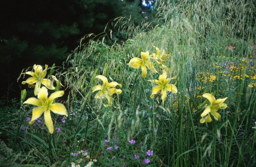 Tufted Hair Grass