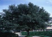 Quercus ilex