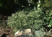 Rhamnus californica