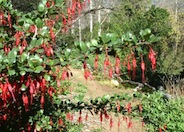 Fuchsia-Flowering Gooseberry