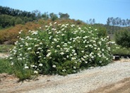 Romneya coulteri