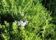 Rosmarinus officinalis