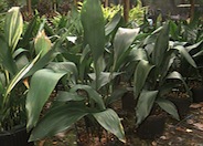 Aspidistra elatior