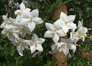 Solanum laxum