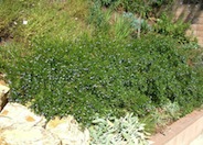 Australian Bluebell Creeper