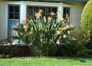 Strelitzia reginae