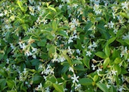 Trachelospermum jasminoides