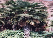 Trachycarpus fortunei