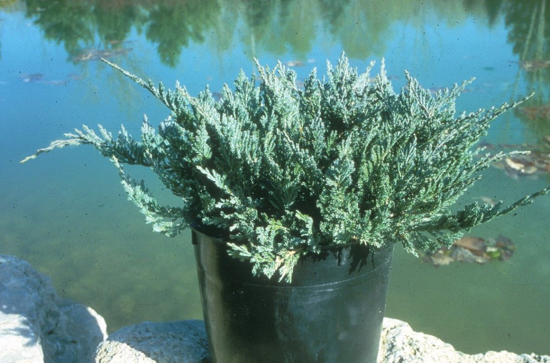 Juniperus horizontalis 'Blue Chip'