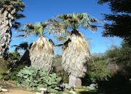 Washingtonia filifera