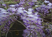 Wisteria sinensis