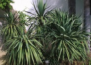 Yucca recurvifolia