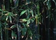 Phyllostachys bambusoides