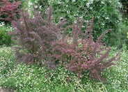 Red Leaf Japanese Barberry