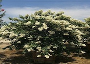 Lagerstroemia 'Natchez'