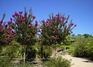 Tuscarora Crape Myrtle