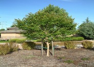 Lagerstroemia 'Muskogee'