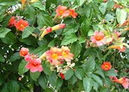 Scarlet Trumpet Vine