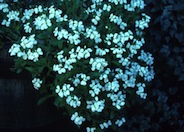 Arabis caucasica