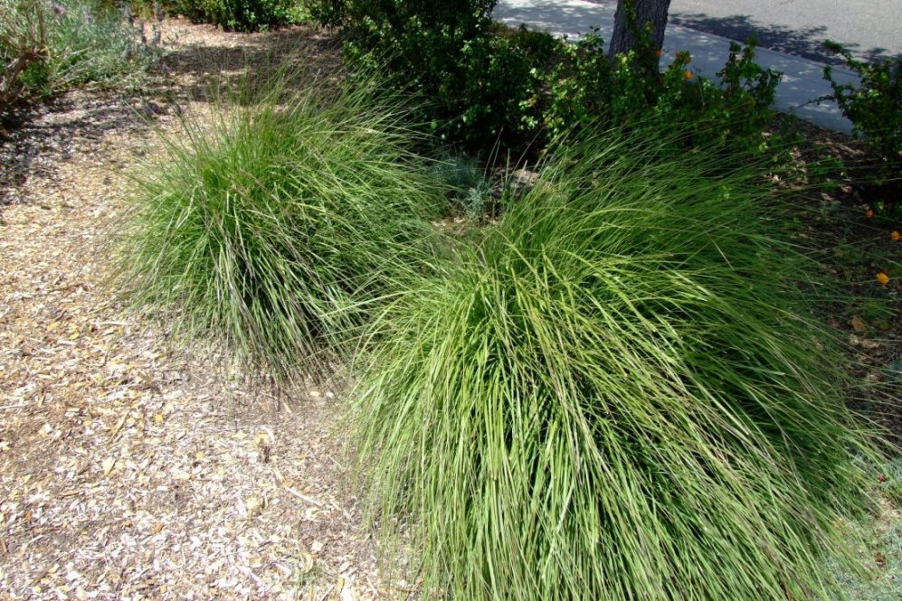 Stipa gigantea