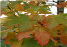 Columnar Norway Maple