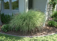 Miscanthus sinensis 'Morning Light'