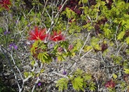 Brazilian Flame Bush, Trinidad Flam