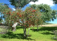 Callistemon citrinus