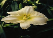 Joan Senior Daylily