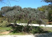 Acacia baileyana 'Purpurea'